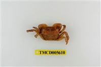 藏品(肉球近方蟹)的圖片